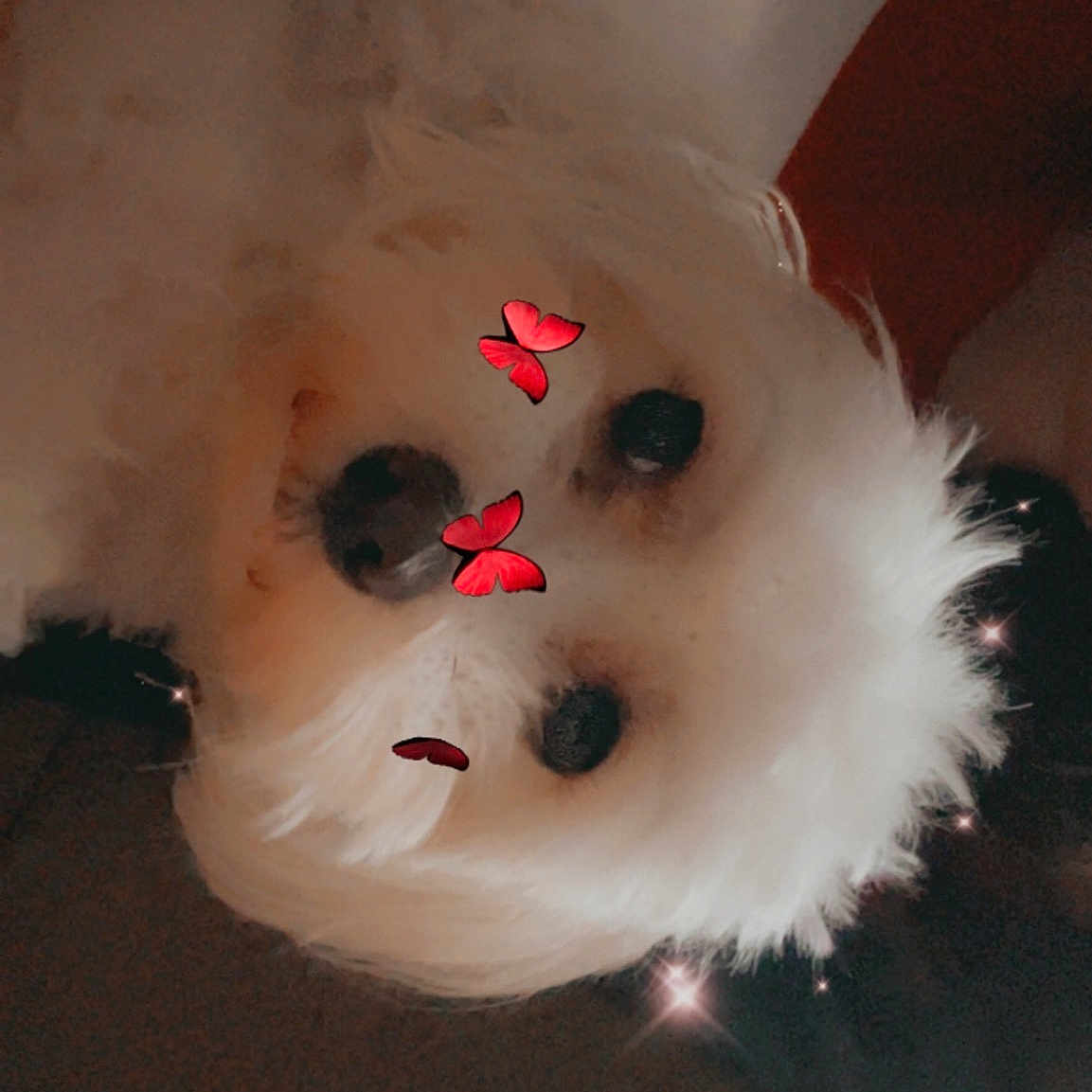 Bubbie
