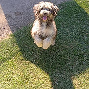 Gizzy is registered to the contest to win money with this photo: animal, canine, daylight, dog, energetic, fur, furry, grass, grass_field, happy, jumping, nature, outdoor, pet, playful, puppy, shadow, smiling, sunlight, tongue_out