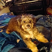 Gizzy is registered to the contest to win money with this photo: bed, blanket, blue_blanket, brown_fur, canine, clothing, comfort, cozy, dog, domestic, fur, furniture, happy, indoor, lying_down, pet, relaxed, room, scruffy, smiling