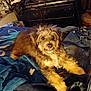 bed, blanket, blue_blanket, brown_fur, canine, clothing, comfort, cozy, dog, domestic, fur, furniture, happy, indoor, lying_down, pet, relaxed, room, scruffy, smiling