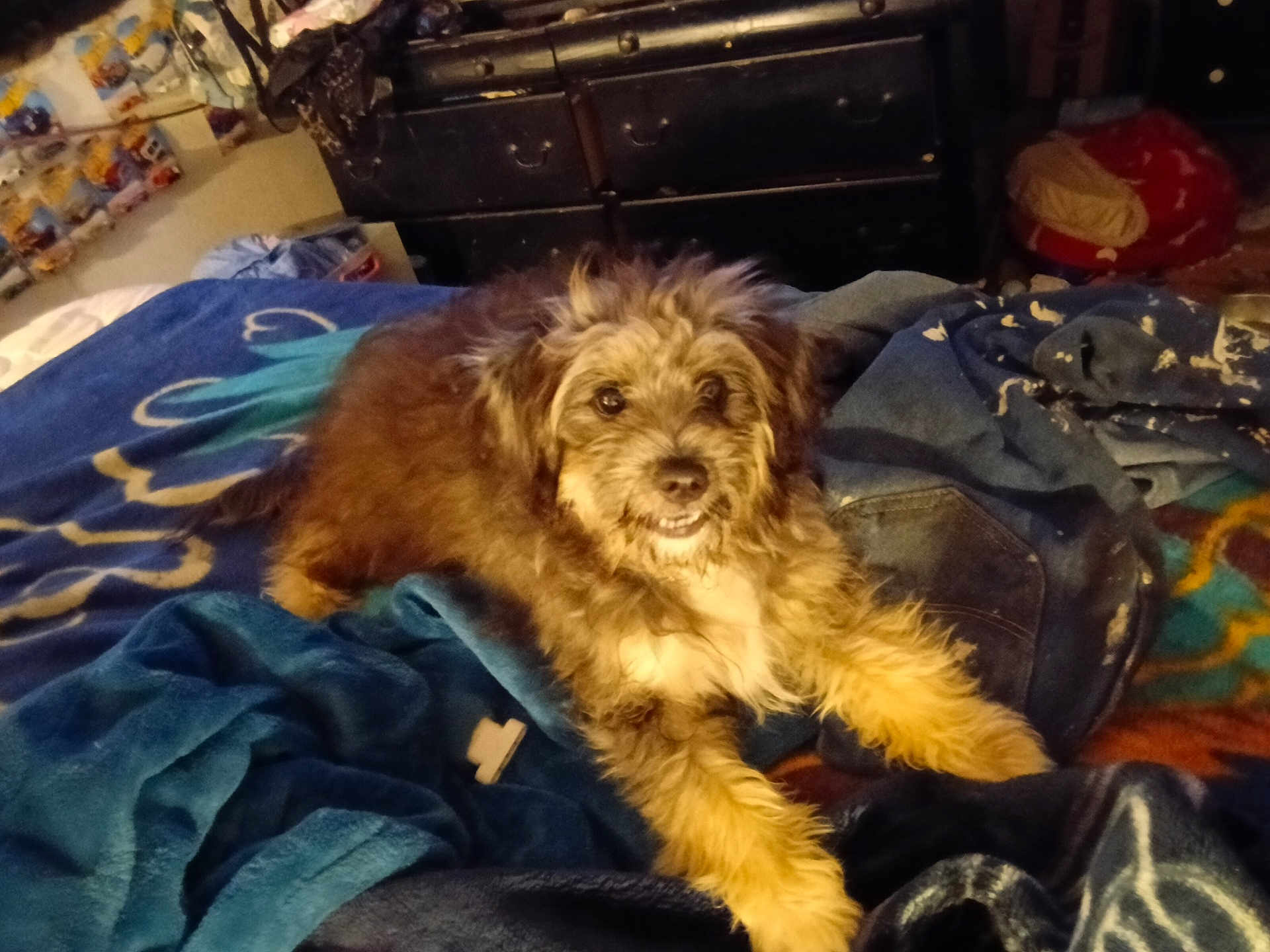 Gizzy