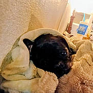 Omelet is registered to the contest to win money with this photo: black_dog, blanket, blanket_burrito, closeup, cozy, cup, cushion, dog, drink_cup, ear, fast_food_cup, fur, furniture, indoor, lamp, nose, pet, relaxed, soft_texture, wall