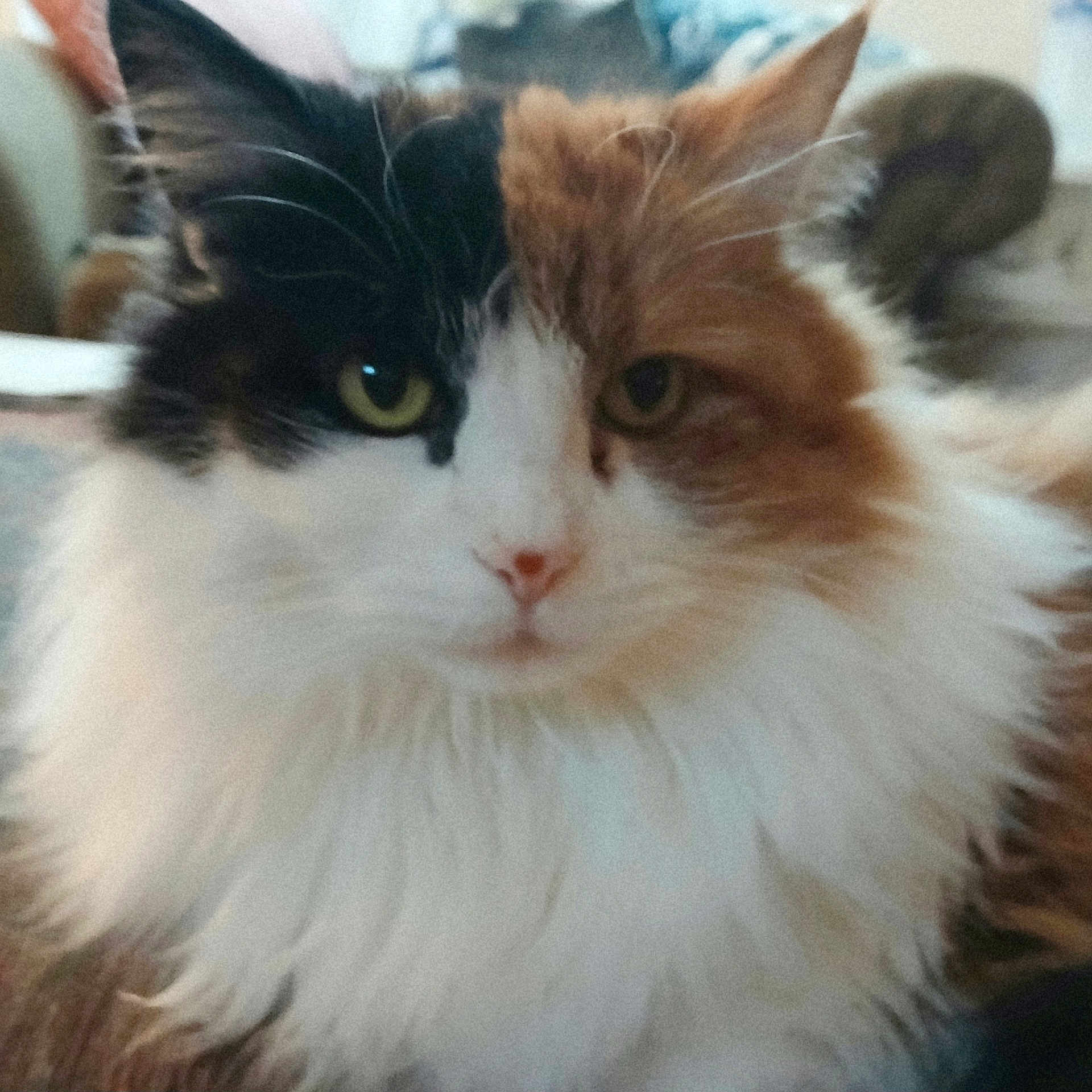 Spaz joined the competition — help win amazing prizes! cat, calico_cat, feline, pet, portrait, close_up, whiskers, fur, green_eyes, long_fur, domestic_cat, indoor, fluffy, face, pink_nose, ears, relaxed, cozy, home_interior, sitting