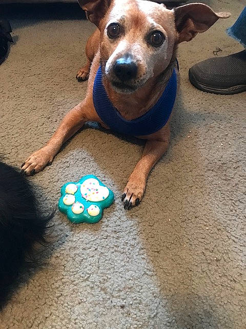 O D joined the competition — help win amazing prizes! canidae, carnivore, chihuahua, companion_dog, corgi_chihuahua, dog, dog_breed, dog_supply, fawn, flooring, fur, glass, plant, recreation, snout, sporting_group, toy, toy_dog, whiskers, working_animal