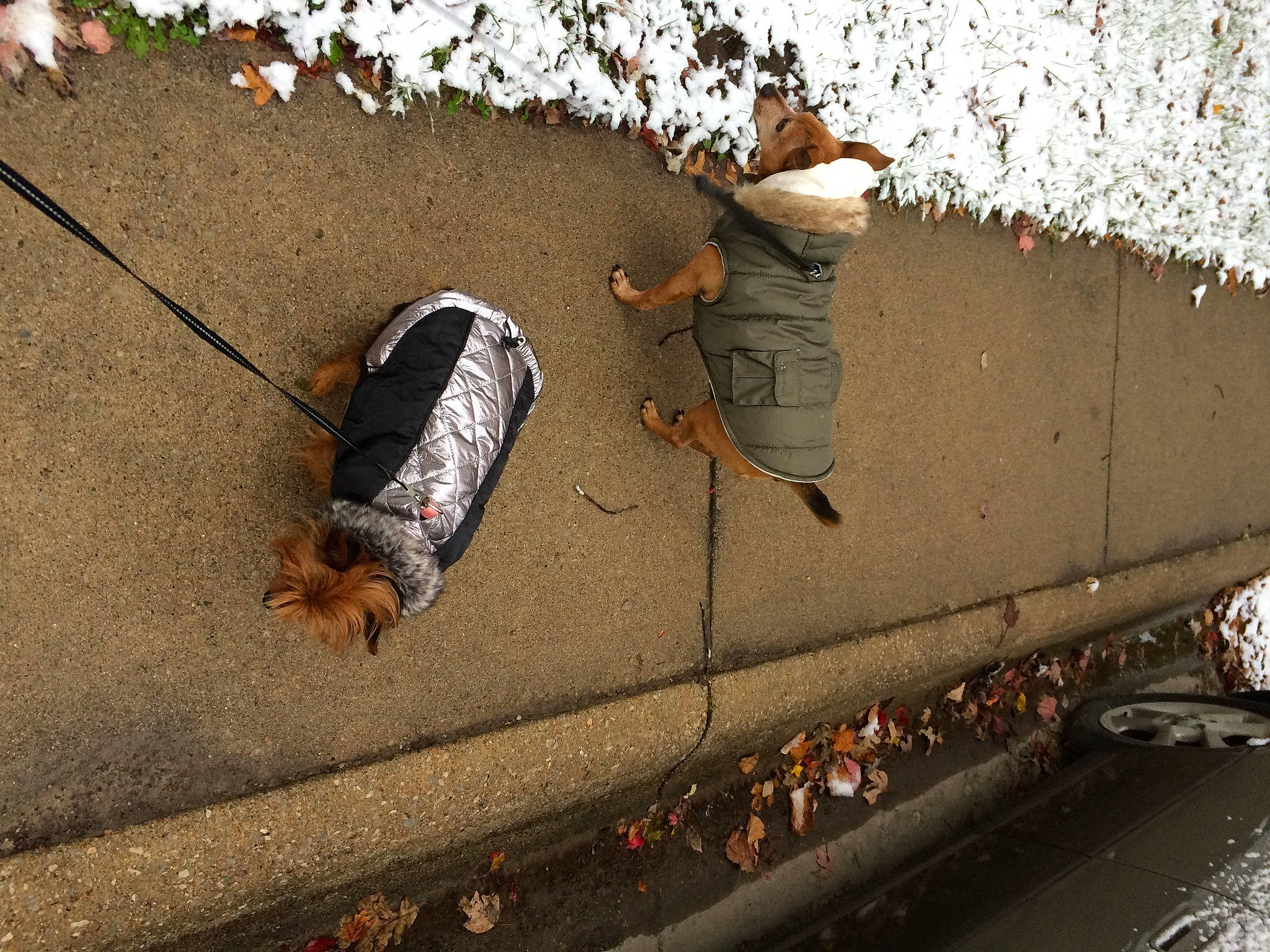 O D is registered to the contest to win money with this photo: asphalt, automotive_tire, brick, city, concrete, glove, grass, landscape, line, pedestrian, reflection, road, road_surface, shadow, sidewalk, soil, street, tar, winter, wood