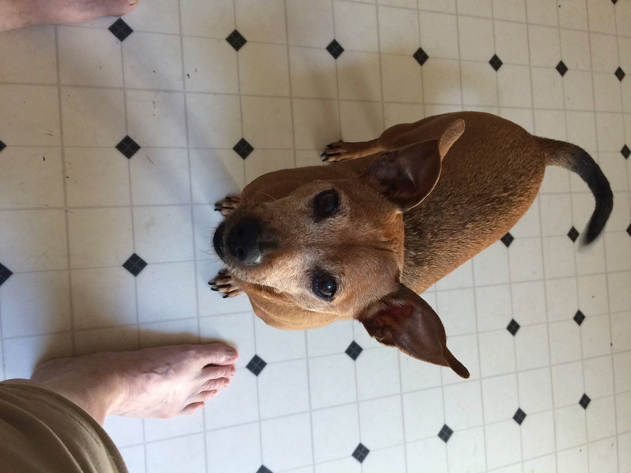 O D is registered to the contest to win money with this photo: canidae, carnivore, companion_dog, dog, dog_breed, fawn, flooring, fur, jaw, pattern, pet_supply, smile, snout, sporting_group, terrestrial_animal, tile, whiskers, wood, working_animal