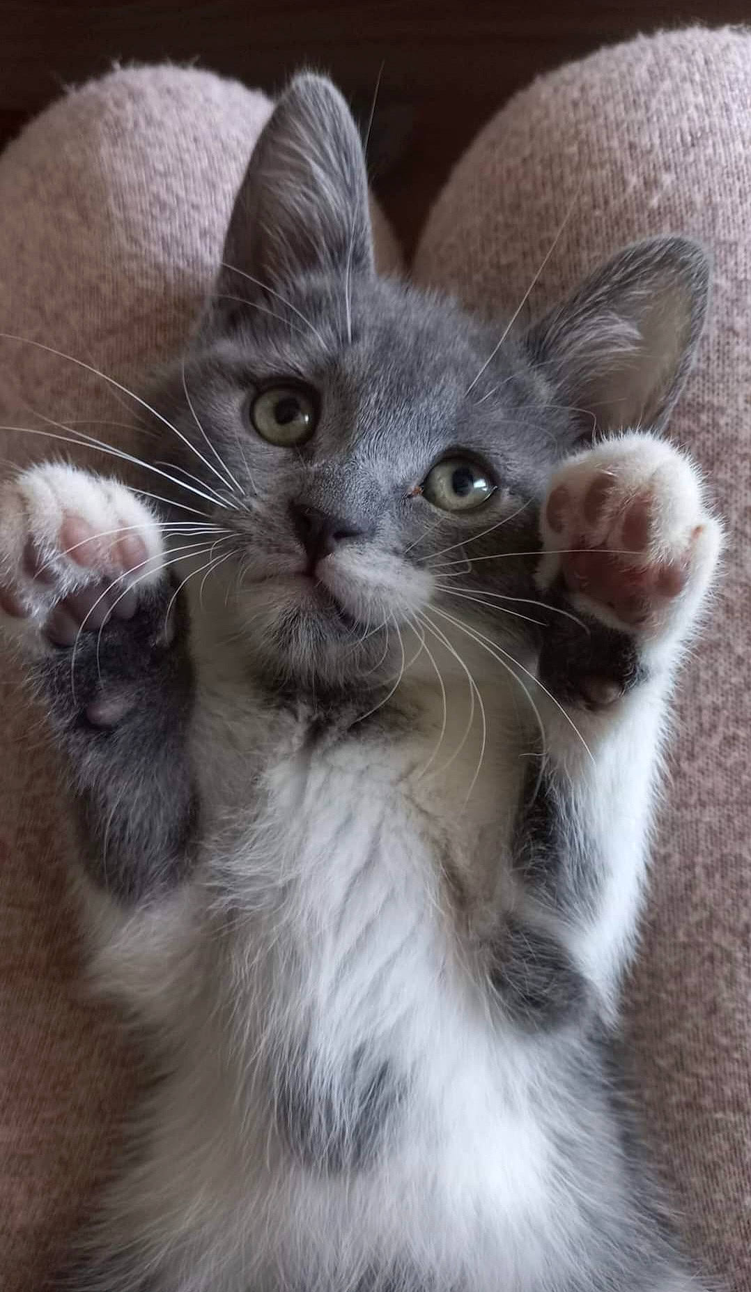 Titouille a rejoint le concours — aidez-le/la à gagner de superbes lots ! carnivore, cat, claw, comfort, domestic_short_haired_cat, ear, felidae, fur, iris, paw, small_to_medium_sized_cats, snout, tail, terrestrial_animal, whiskers, window