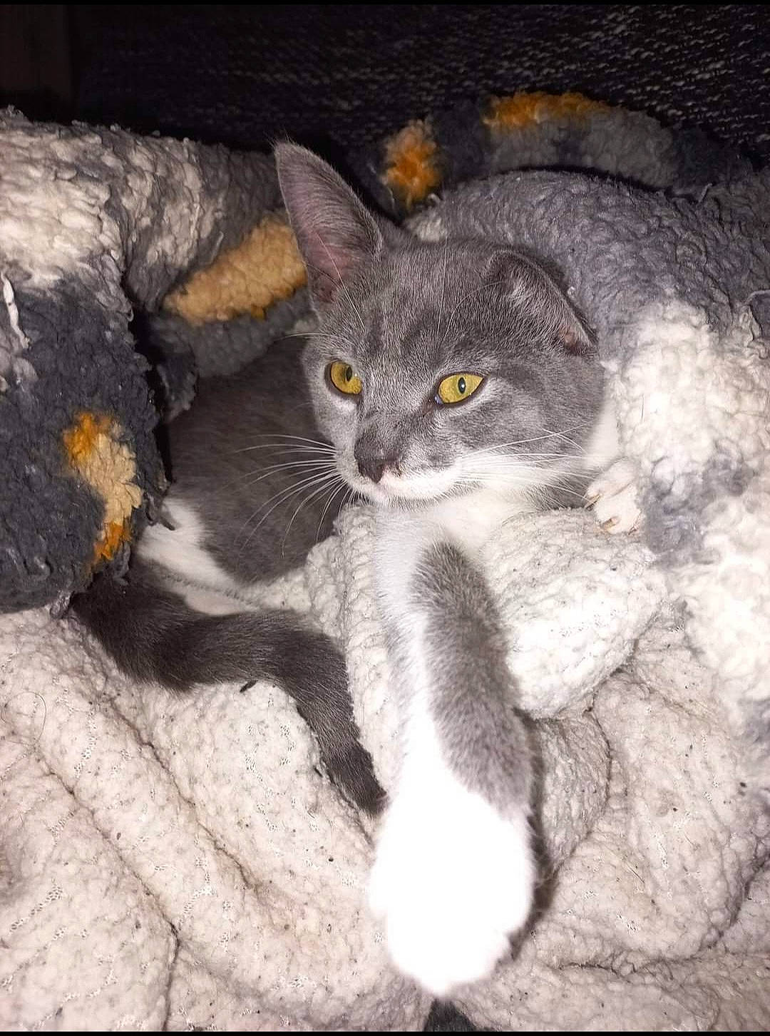 Titouille a rejoint le concours — aidez-le/la à gagner de superbes lots ! art, carnivore, cat, domestic_short_haired_cat, felidae, fur, grey, paw, russian_blue, sitting, small_to_medium_sized_cats, snout, tail, whiskers, window