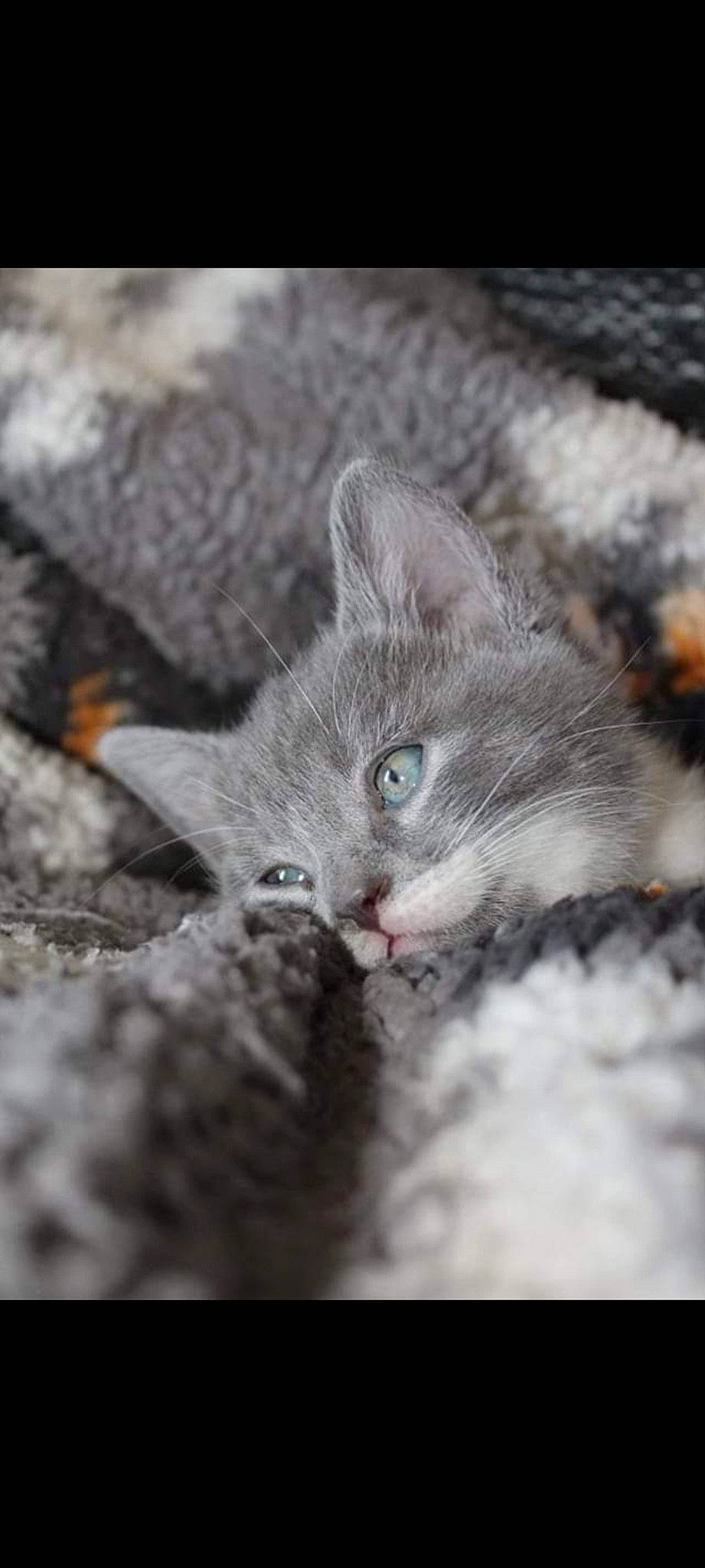 Titouille participe au concours pour gagner de l'argent avec cette photo : carnivore, cat, domestic_short_haired_cat, felidae, fur, grey, macro_photography, monochrome, monochrome_photography, paw, plant, small_to_medium_sized_cats, terrestrial_animal, tree, whiskers, wildlife