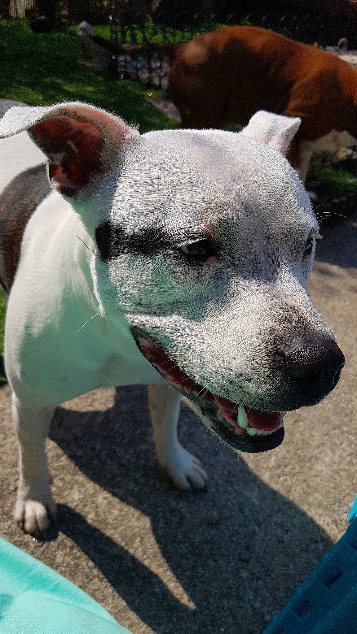 Diezel is registered to the contest to win money with this photo: american_bulldog, american_pit_bull_terrier, american_staffordshire_terrier, bull_and_terrier, bully_kutta, canidae, carnivore, cordoba_fighting_dog, dog, dog_breed, dogo_argentino, dogo_guatemalteco, fawn, mammal, non_sporting_group, pit_bull, rare_breed_dog, snout, staffordshire_bull_terrier, vertebrate