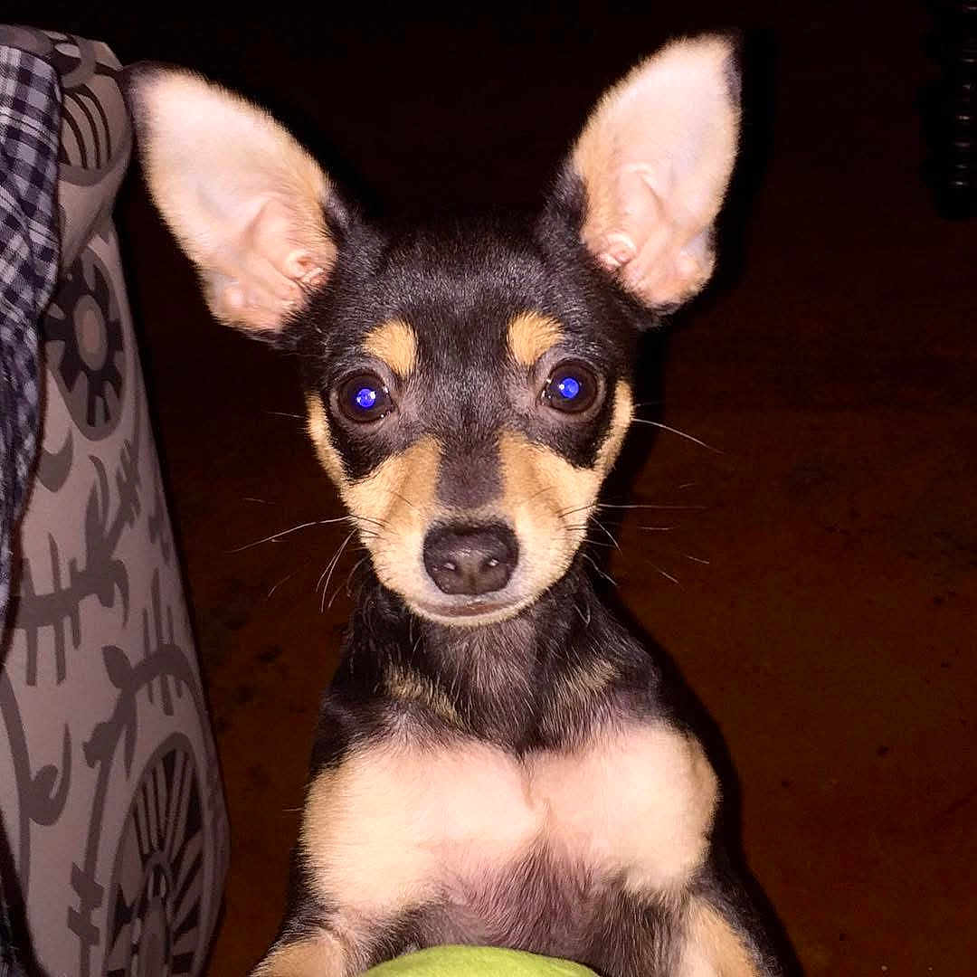 Beo joined the competition — help win amazing prizes! alert, animal, black_and_tan, canine, closeup, companion, cute, dog, ears, eyes, face, fur, indoor, looking, nose, pet, puppy, sitting, small_dog, whiskers