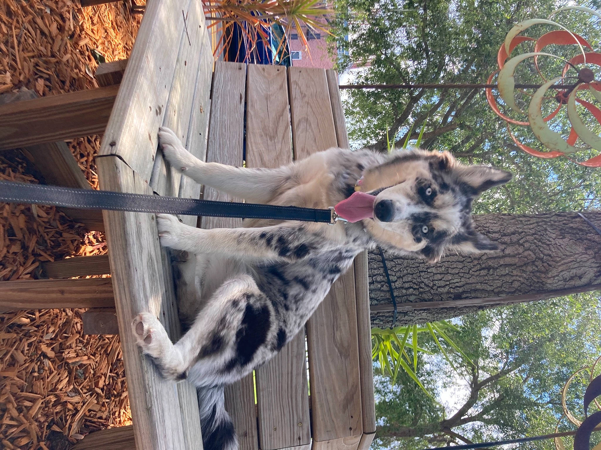 Nova joined the competition — help win amazing prizes! art, branch, fawn, fur, plant, snout, terrestrial_animal, tree, trunk, twig, vertebrate, wildlife, wood, zoo