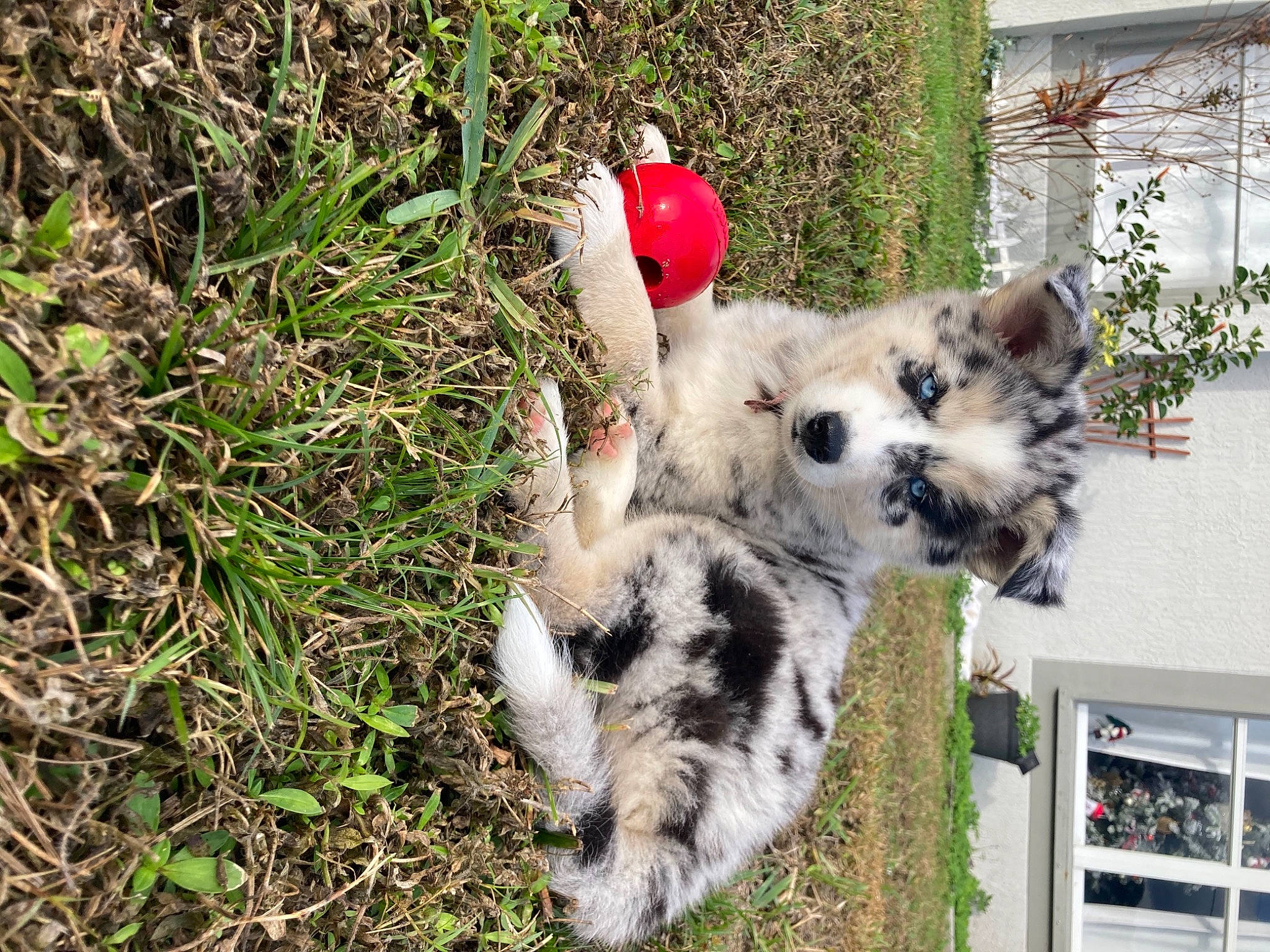 Nova joined the competition — help win amazing prizes! canidae, carnivore, coquelicot, fur, paw, terrestrial_animal, toy