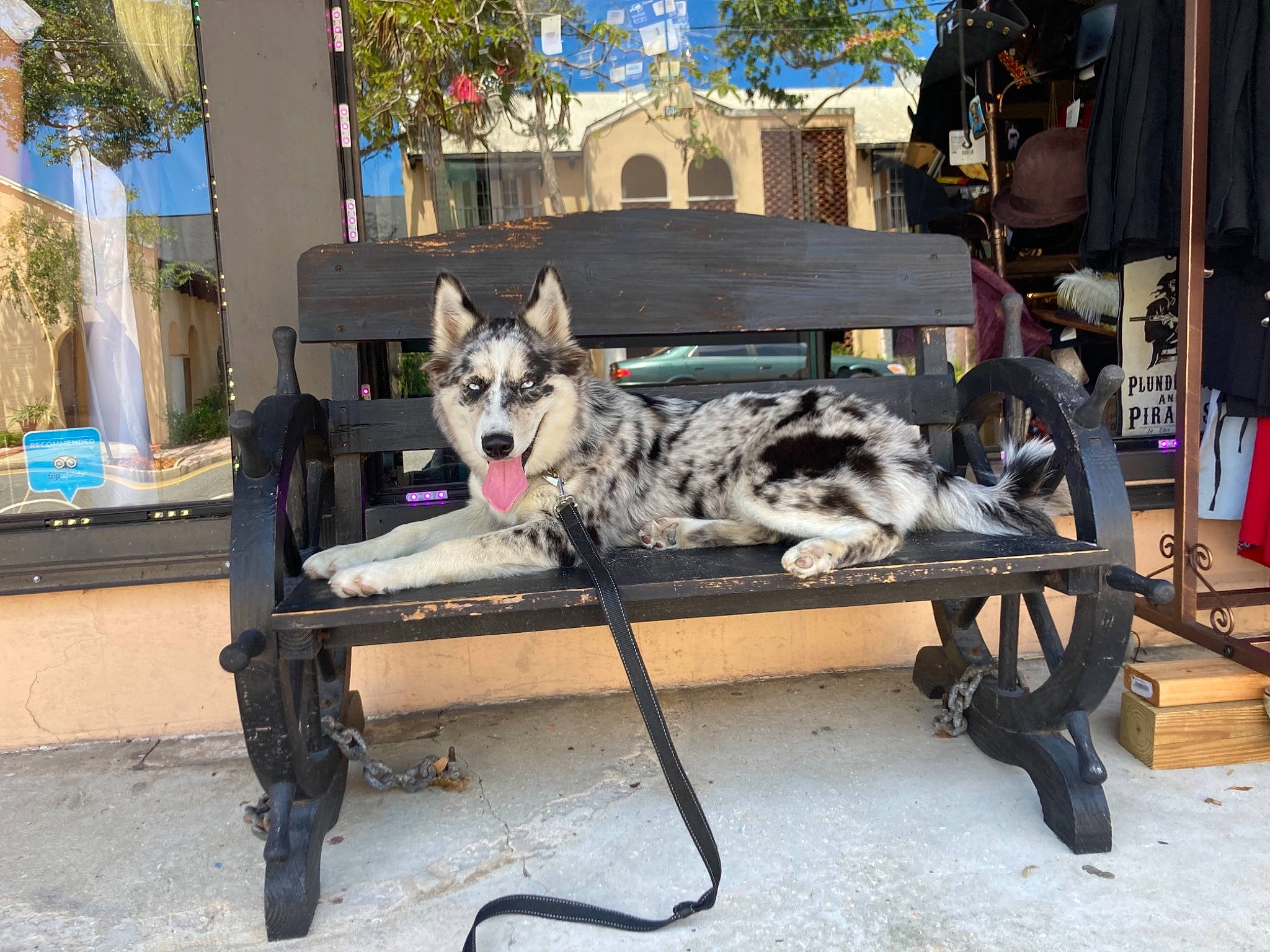 Nova is registered to the contest to win money with this photo: art, canidae, canis, carnivore, companion_dog, dog, dog_breed, fur, herding_dog, leisure, recreation, sitting, sled_dog, sporting_group, street, tree, window, winter, working_animal, working_dog