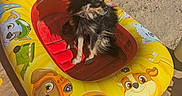 Pomsky participe au concours pour gagner de l'argent avec cette photo : dog, small_dog, inflatable_pool_float, beach, sand, flip_flops, yellow, pink, sunny, outdoor, pet, summer, cartoon, toy, animal, relaxing, vacation, cute, blue_eyes, sitting