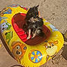 dog, small_dog, inflatable_pool_float, beach, sand, flip_flops, yellow, pink, sunny, outdoor, pet, summer, cartoon, toy, animal, relaxing, vacation, cute, blue_eyes, sitting