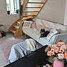 Pomsky participe au concours pour gagner de l'argent avec cette photo : dog, couch, pillow, staircase, window, plant, flower_vase, flowers, table, rug, blanket, living_room, wood, natural_light, decor, cozy, interior, pink, white, black
