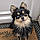 Pomsky
