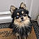 Pomsky