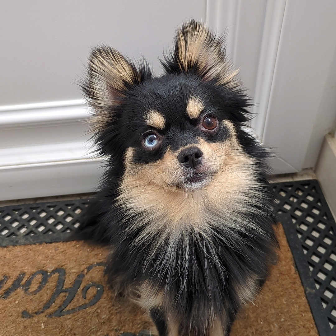 Pomsky participe au concours pour gagner de l'argent avec cette photo : animal, black_fur, blue_eye, brown_eye, cute, dog, domestic_animal, door, doormat, expression, fluffy, fur, heterochromia, indoor, looking_up, pet, pet_training, portrait, small_dog, tan_fur