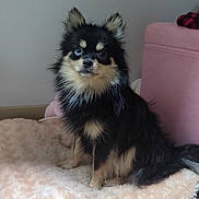 Pomsky participe au concours pour gagner de l'argent avec cette photo : dog, small_dog, fluffy, heterochromia, blue_eye, brown_eye, pet_bed, indoor, clean, groomed, animal, canine, fur, sitting, cute, companion, household, pink_furniture, floor, resting