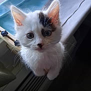 Ellie Boo joined the competition — help win amazing prizes! kitten, cat, white_fur, fluffy, blue_eyes, facial_markings, whiskers, ears, paws, close_up, portrait, curious, adorable, indoors, pet, sitting, soft_fur, black_and_white, window, furniture