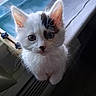 kitten, cat, white_fur, fluffy, blue_eyes, facial_markings, whiskers, ears, paws, close_up, portrait, curious, adorable, indoors, pet, sitting, soft_fur, black_and_white, window, furniture