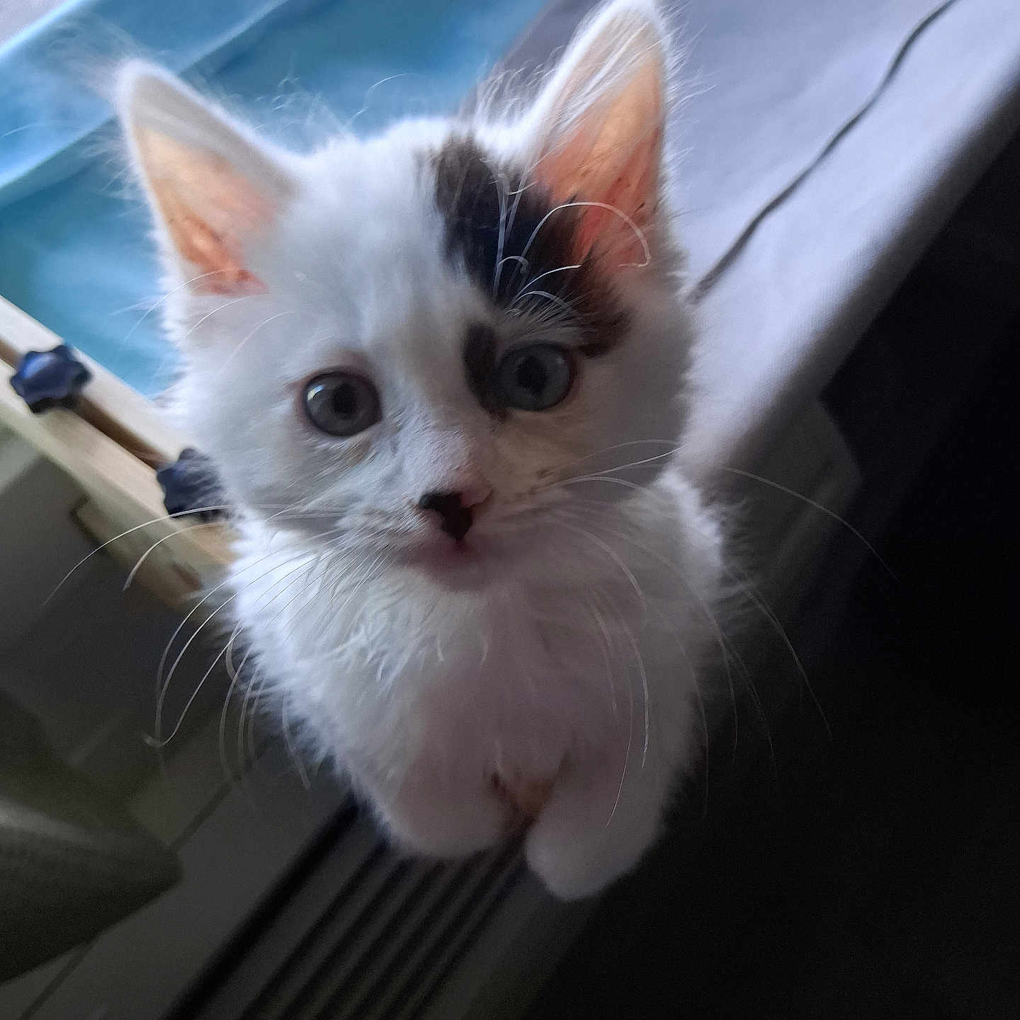 Ellie Boo joined the competition — help win amazing prizes! kitten, cat, white_fur, fluffy, blue_eyes, facial_markings, whiskers, ears, paws, close_up, portrait, curious, adorable, indoors, pet, sitting, soft_fur, black_and_white, window, furniture