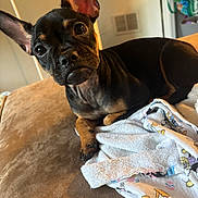 Elsa joined the competition — help win amazing prizes! dog, puppy, indoor, couch, towel, brown, ears, curious, pet, animal, canine, closeup, cute, relaxed, fur, looking, home, domestic, laying, companion