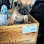 Nala Colon is registered to the contest to win money with this photo: puppy, dog, wooden_crate, box, pet, animal, cute, small, brown, car_interior, travel, paws, eyes, ears, nose, fur, young, looking, indoor, container