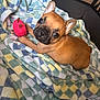Nala Colon joined the competition — help win amazing prizes! puppy, dog, brown, toy, blanket, plush_toy, pet, cute, fur, ears, face, looking_up, resting, indoor, soft, checkered, young, animal, companion, playful