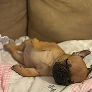 Nala Colon is registered to the contest to win money with this photo: puppy, dog, sleeping, blanket, couch, brown, cute, pet, resting, fur, animal, cozy, indoors, young, relaxation, nap, small, soft, adorable, companion