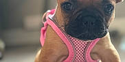 Nala Colon joined the competition — help win amazing prizes! dog, puppy, french_bulldog, pink_harness, pet, animal, indoor, floor, canine, cute, ears, young, mammal, portrait, sitting, domestic_animal, pet_accessory, closeup, looking, front_paw