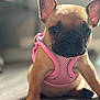 dog, puppy, french_bulldog, pink_harness, pet, animal, indoor, floor, canine, cute, ears, young, mammal, portrait, sitting, domestic_animal, pet_accessory, closeup, looking, front_paw