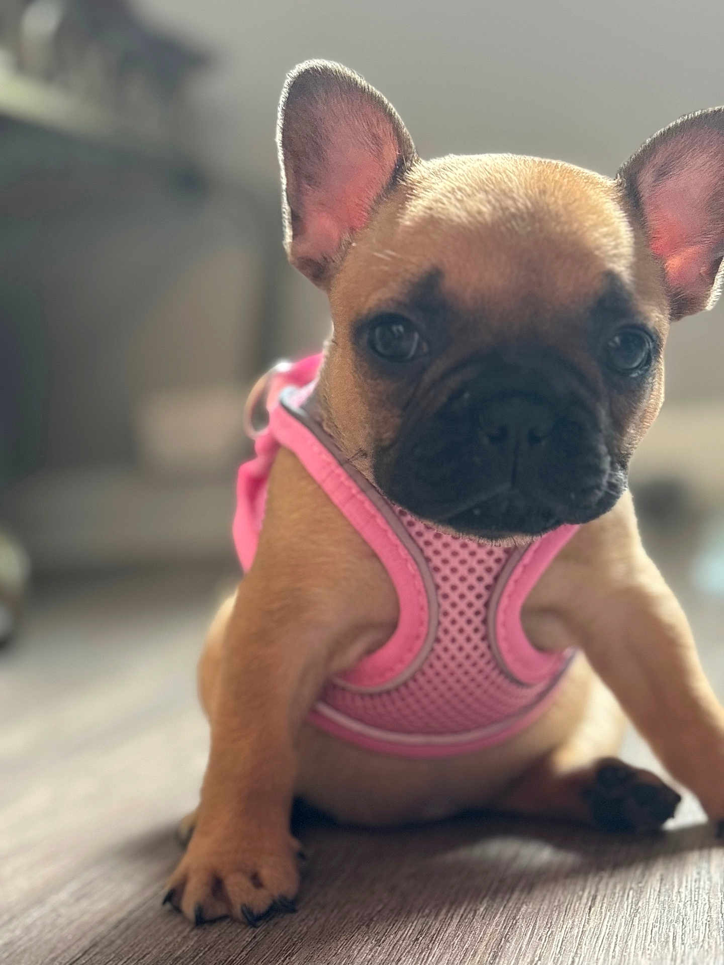 Nala Colon