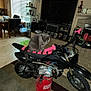 bucket, carpet, cat, chair, decorations, dirt_bike, floor, furniture, gray_cat, handlebars, household_items, indoor, living_room, motorcycle, pet, pink_grips, shelf, table, television, window