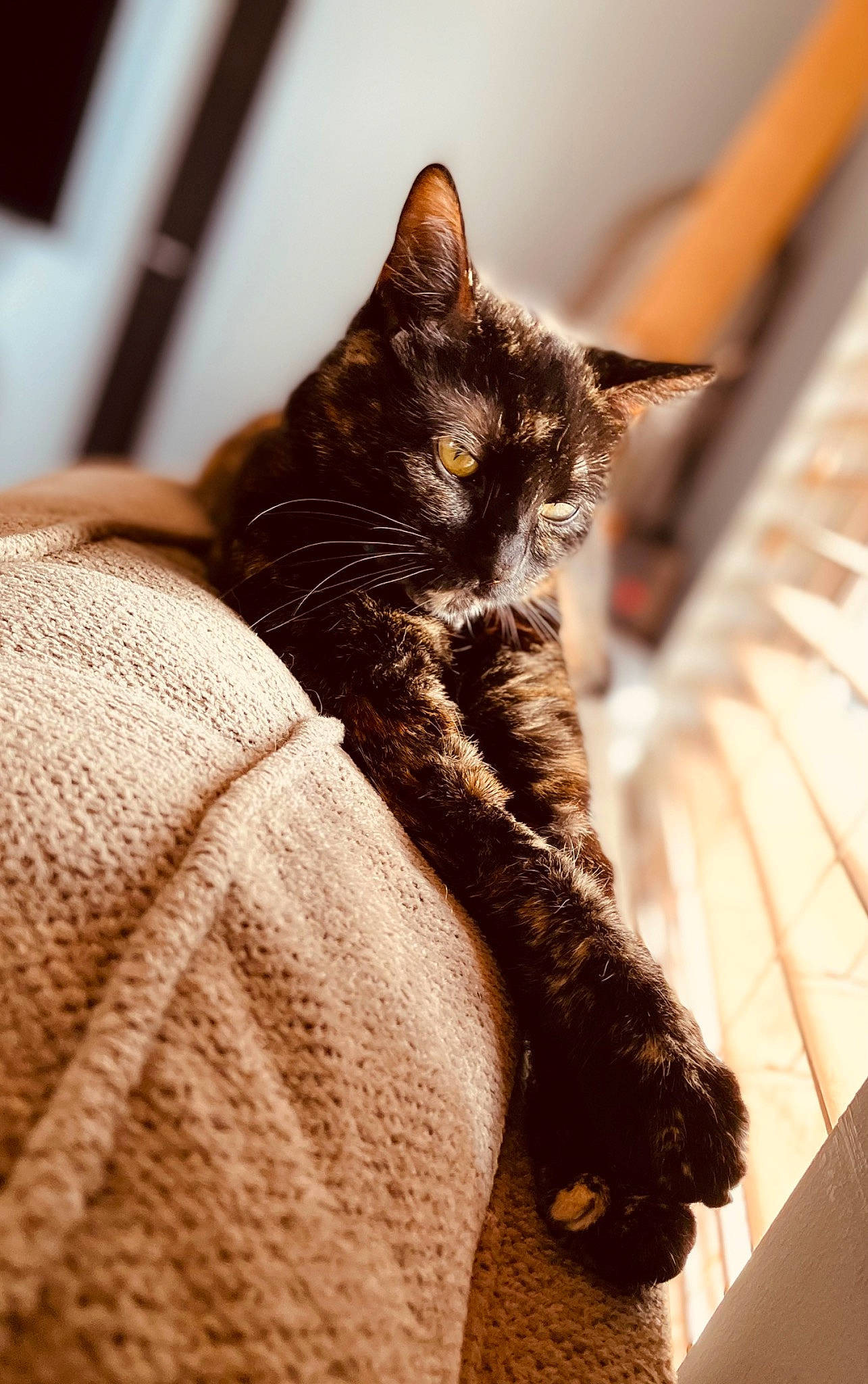 Trig joined the competition — help win amazing prizes! black_cat, carnivore, cat, claw, close_up, comfort, domestic_short_haired_cat, felidae, fur, human_leg, sitting, small_to_medium_sized_cats, snout, tail, terrestrial_animal, tree, whiskers, wood