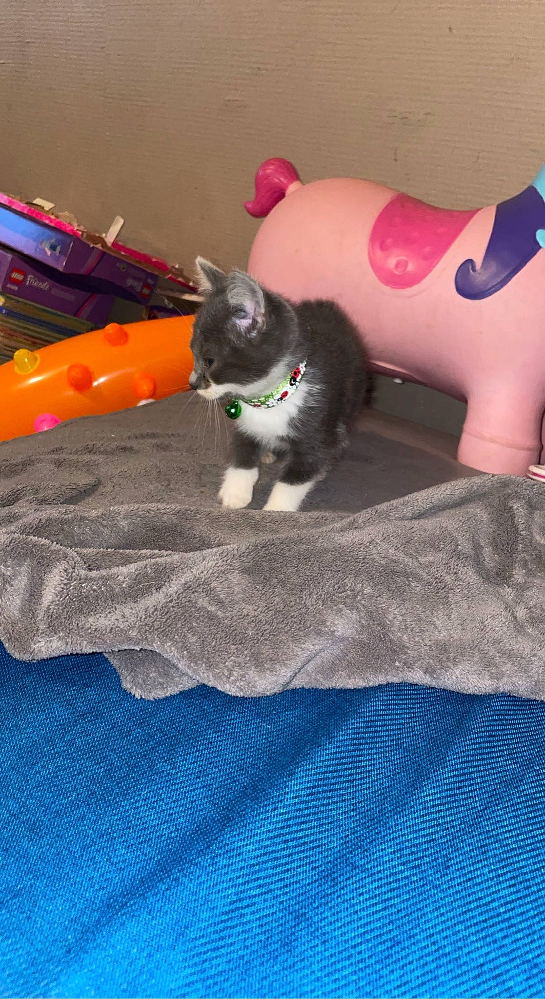 Sergie a rejoint le concours — aidez-le/la à gagner de superbes lots ! carmine, carnivore, cat, cat_supply, comfort, companion_dog, electric_blue, felidae, fur, linens, magenta, pattern, paw, recreation, small_to_medium_sized_cats, stuffed_toy, tail, textile, toy, whiskers