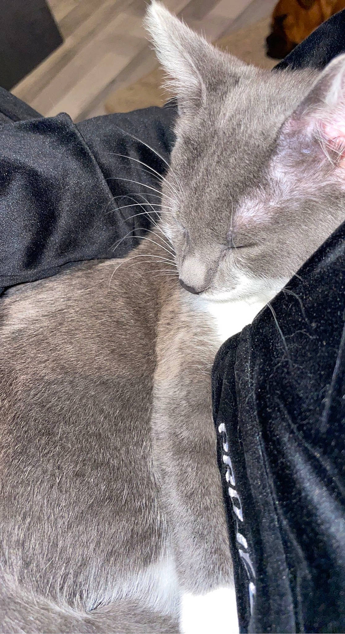 Sergie a rejoint le concours — aidez-le/la à gagner de superbes lots ! carnivore, cat, claw, comfort, domestic_short_haired_cat, ear, fawn, felidae, fur, grey, linens, nap, paw, sleep, small_to_medium_sized_cats, snout, tail, whiskers