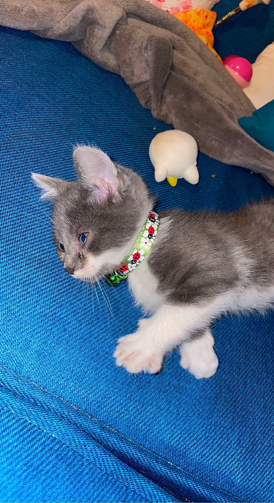 Sergie a rejoint le concours — aidez-le/la à gagner de superbes lots ! art, carnivore, cat, claw, creative_arts, dog_breed, domestic_short_haired_cat, electric_blue, fashion_accessory, fawn, felidae, fur, gesture, grey, paw, small_to_medium_sized_cats, snout, tail, whiskers, wool