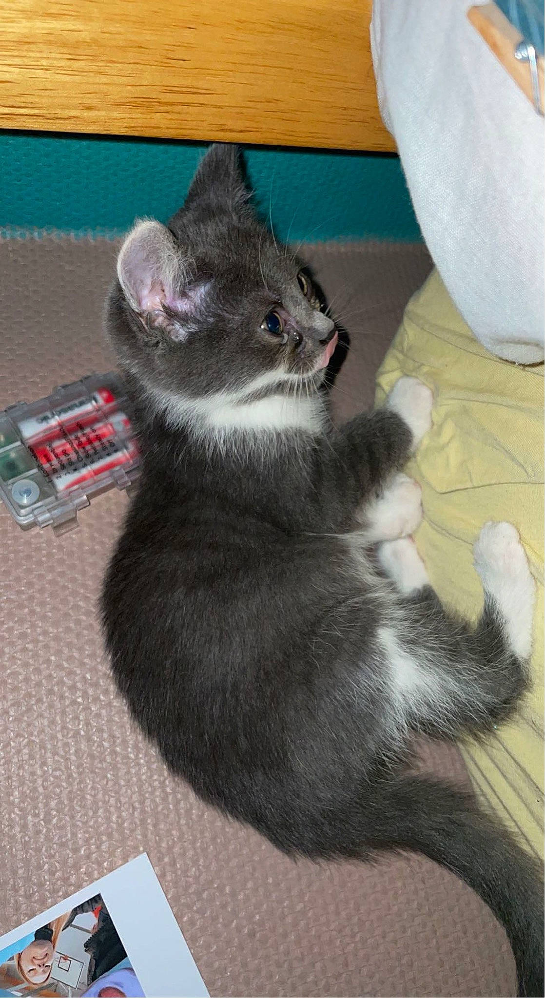 Sergie a rejoint le concours — aidez-le/la à gagner de superbes lots ! black_cat, box, carnivore, cat, claw, comfort, domestic_short_haired_cat, felidae, floor, flooring, fur, grey, paw, sitting, small_to_medium_sized_cats, tail, terrestrial_animal, whiskers