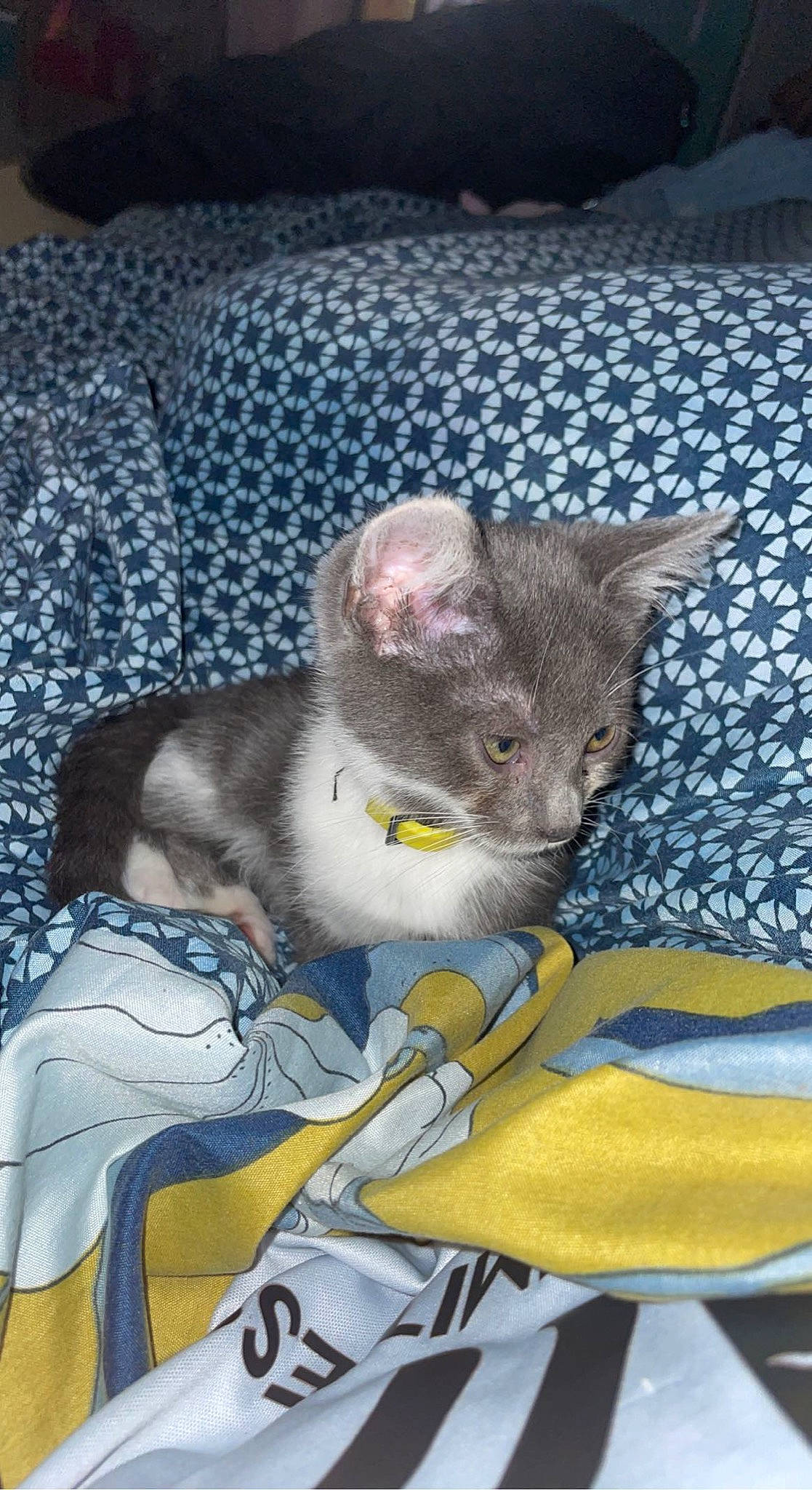 Sergie a rejoint le concours — aidez-le/la à gagner de superbes lots ! canidae, carnivore, cat, claw, comfort, couch, dog_breed, domestic_short_haired_cat, ear, fawn, felidae, fur, grey, mammal, russian_blue, sitting, small_to_medium_sized_cats, snout, tail, whiskers