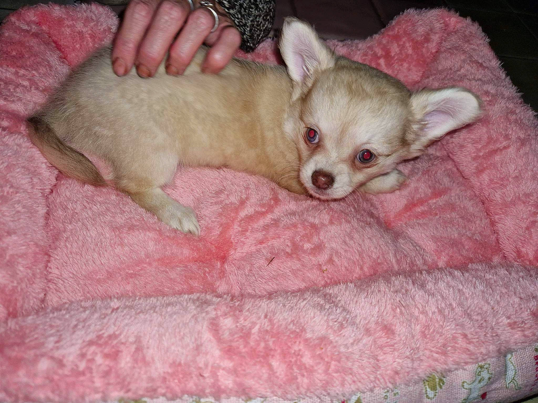 Isis participe au concours pour gagner de l'argent avec cette photo : canidae, carnivore, chihuahua, comfort, companion_dog, corgi_chihuahua, dog, dog_breed, dog_supply, fawn, fur, linens, paw, pink, snout, sporting_group, terrestrial_animal, toy_dog, whiskers, working_animal