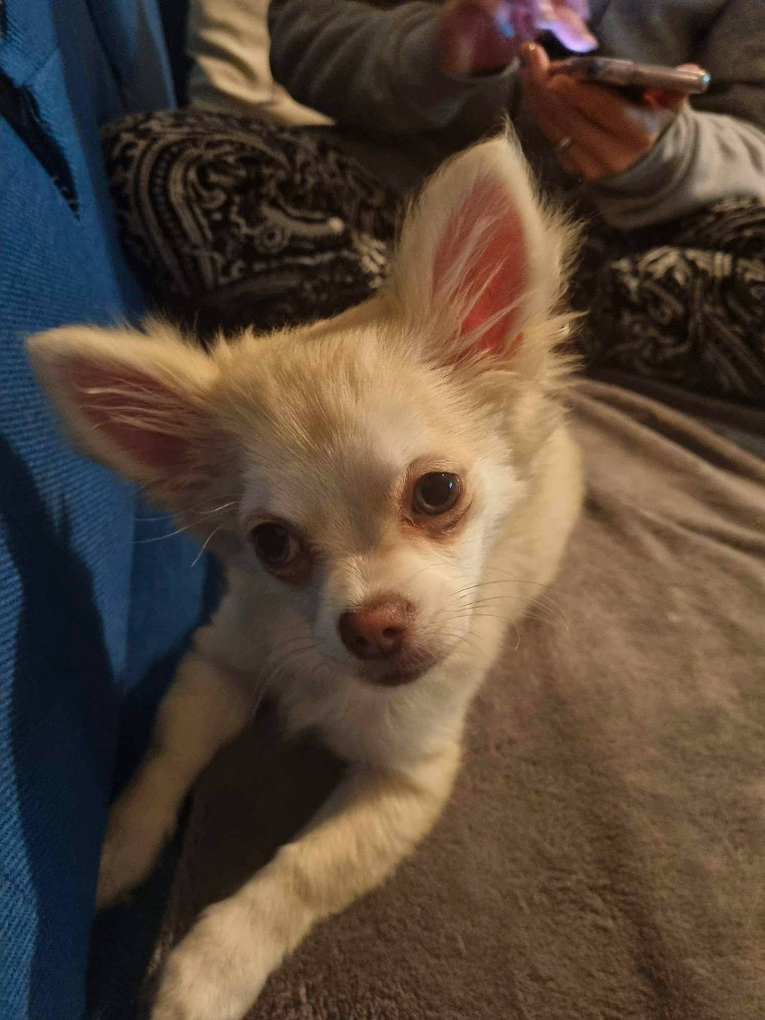 Isis a rejoint le concours — aidez-le/la à gagner de superbes lots ! carnivore, companion_dog, dog, dog_breed, ear, fawn, fur, gesture, toy_dog, whiskers