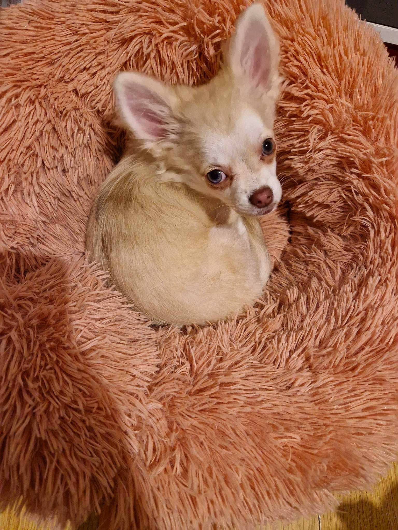 Isis participe au concours pour gagner de l'argent avec cette photo : canidae, carnivore, cat, cat_bed, cat_supply, companion_dog, dog_breed, fawn, felidae, fur, paw, photography, small_to_medium_sized_cats, snout, tail, terrestrial_animal, toy_dog, whiskers, wildlife