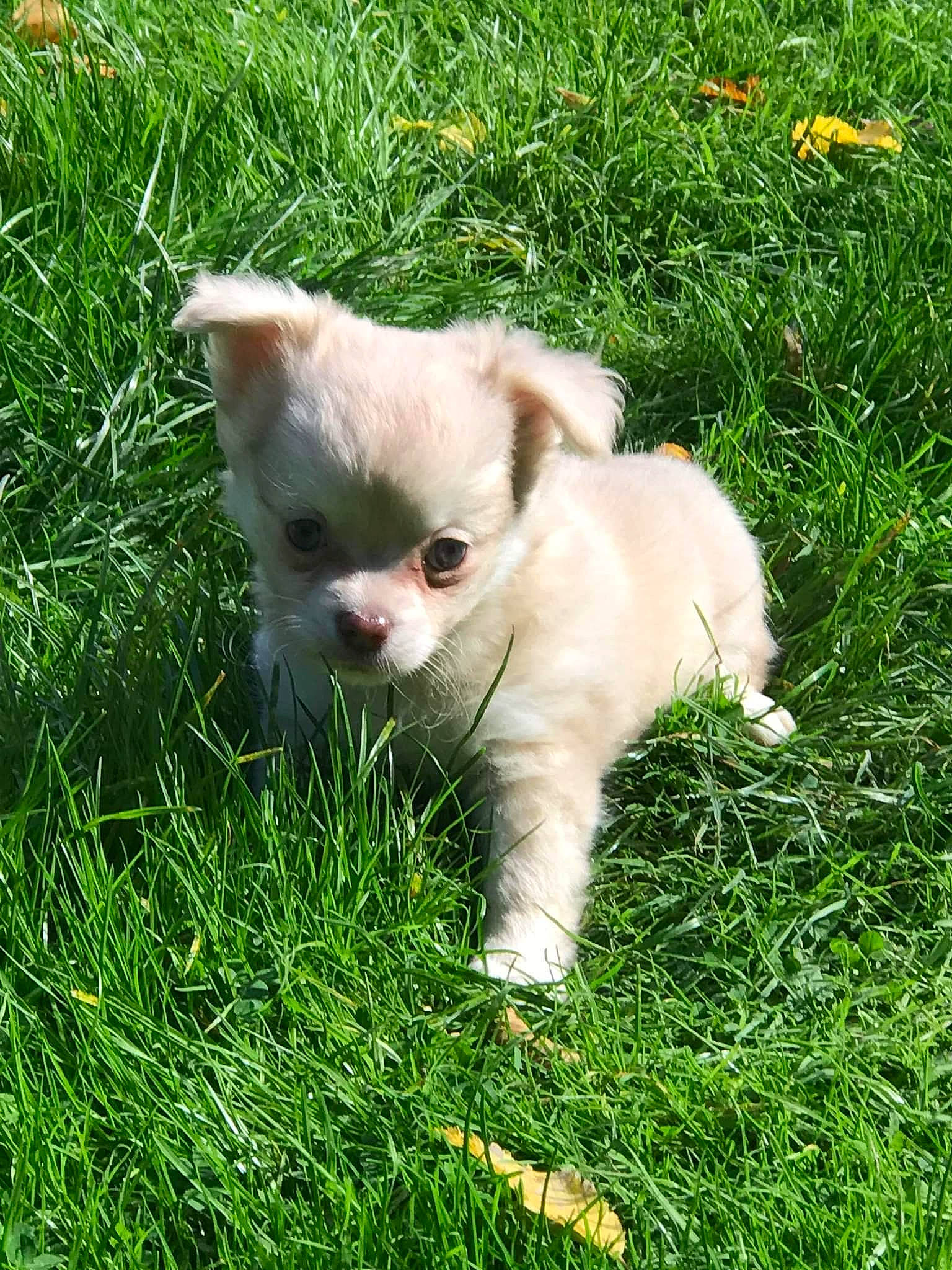 Isis a rejoint le concours — aidez-le/la à gagner de superbes lots ! carnivore, cat, companion_dog, dog_breed, fawn, felidae, fur, grass, grassland, groundcover, herb, herbaceous_plant, lawn, plant, shrub, small_to_medium_sized_cats, tail, terrestrial_animal, tree, whiskers