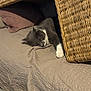 animal, basket, beige_blanket, blanket, brown_pillow, cat, cozy, feline, gray_cat, home, indoor, lazy, nap, pet, pillow, relaxed, resting, soft_texture, white_paw, woven_basket