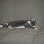 animal, cat, couch, cozy, domestic_cat, fur, furniture, gray_cat, home, indoor, paw, pet, quiet, relaxing, resting, side_view, sleeping, stretching, texture, white_cat