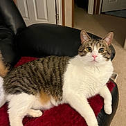 Louie is registered to the contest to win money with this photo: cat, tabby_cat, white_cat, indoor, furniture, leather_chair, red_blanket, carpet, door, curious, pet, animal, mammal, relaxing, cozy, home, feline, whiskers, pink_nose, soft_texture