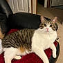cat, tabby_cat, white_cat, indoor, furniture, leather_chair, red_blanket, carpet, door, curious, pet, animal, mammal, relaxing, cozy, home, feline, whiskers, pink_nose, soft_texture